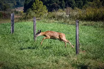 deer going through a fence