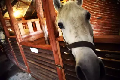 Horse leaning over gate in a stable