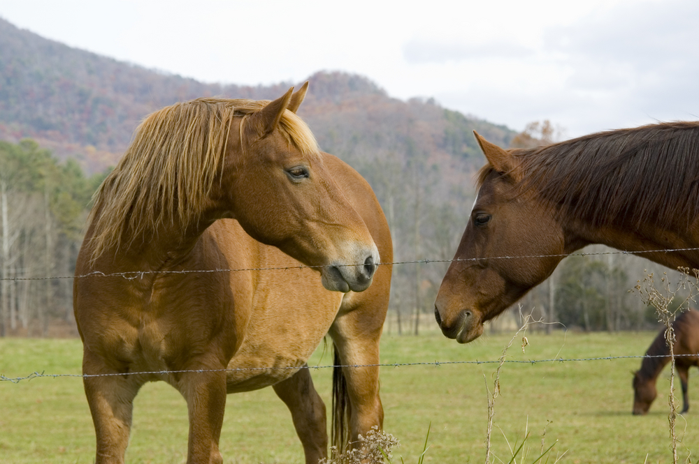 horses in Cades Cove pasture