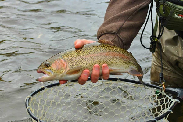 Ogle Lodge on the River