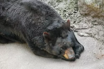 sleeping black bear at Ober Mountain Wildlife Habitat