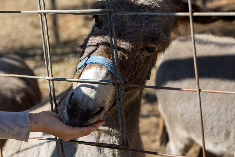 hand feeding donkey at Smoky Mountain Deer Farm